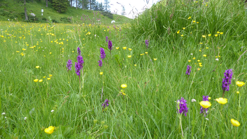 quale Dachtylorhiza ?......Passo Staulanza